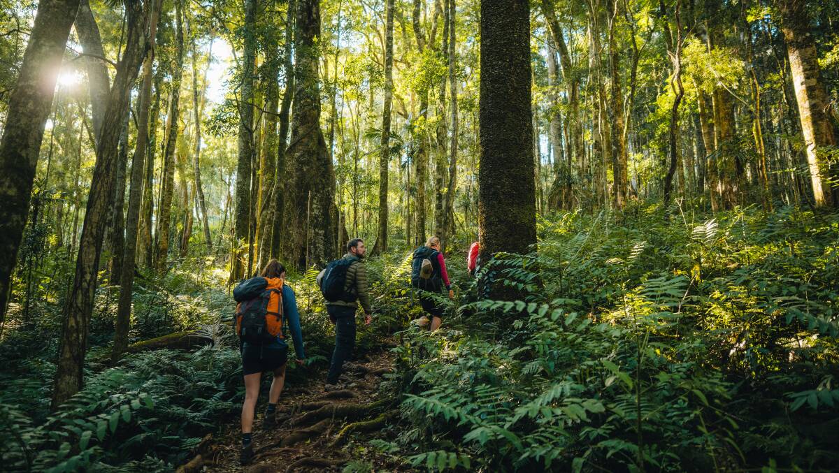 Trekking through the Scenic Rim rainforest. Trekking through the Scenic Rim rainforest.