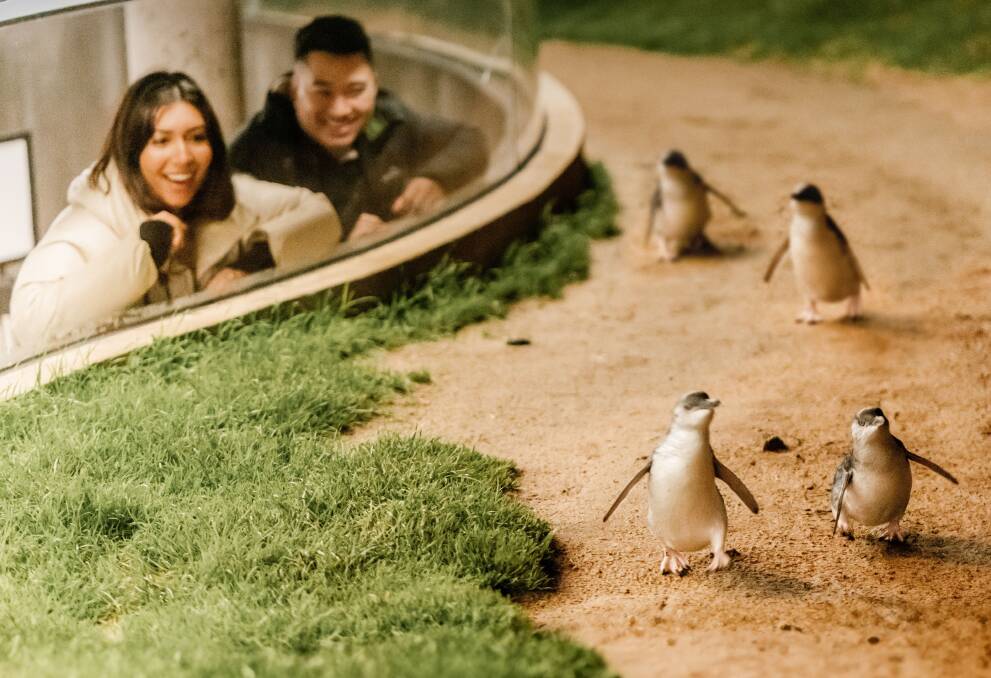 Penguin Parade. Penguin Parade.