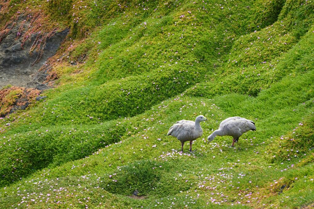 Cape Barren geese at Nobbies. Cape Barren geese at Nobbies.