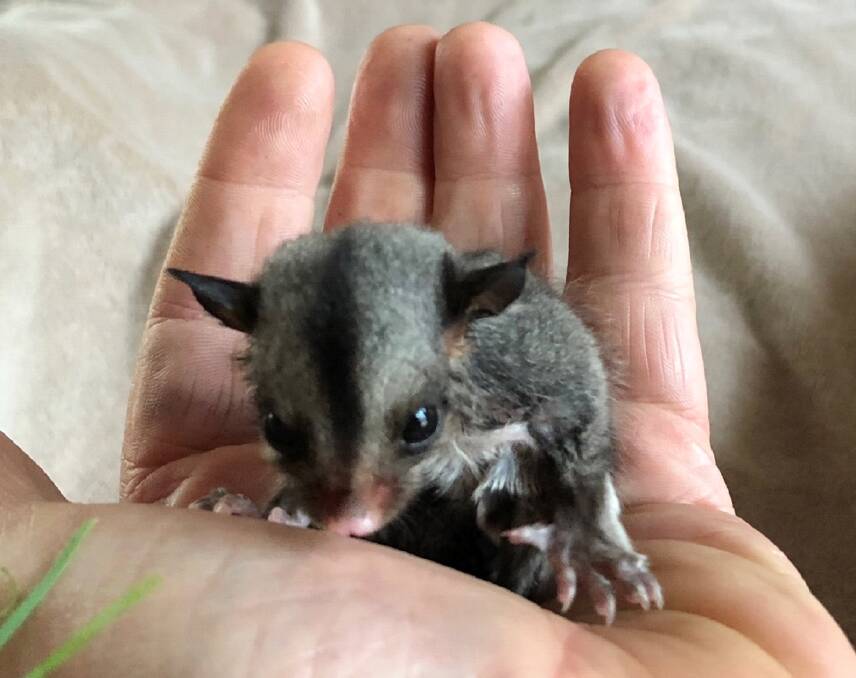 Possums can take up residence and whole families of Kreffts gliders are sometimes found in chimneys. Picture: Bec Quinn