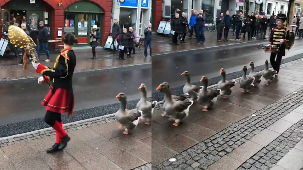 Geese were led by a woman blowing a whistle and trailed by another woman on the drums as they walked down a street in Odense in central Denmark on February 11. Photo: @dogan.2021, TikTok
