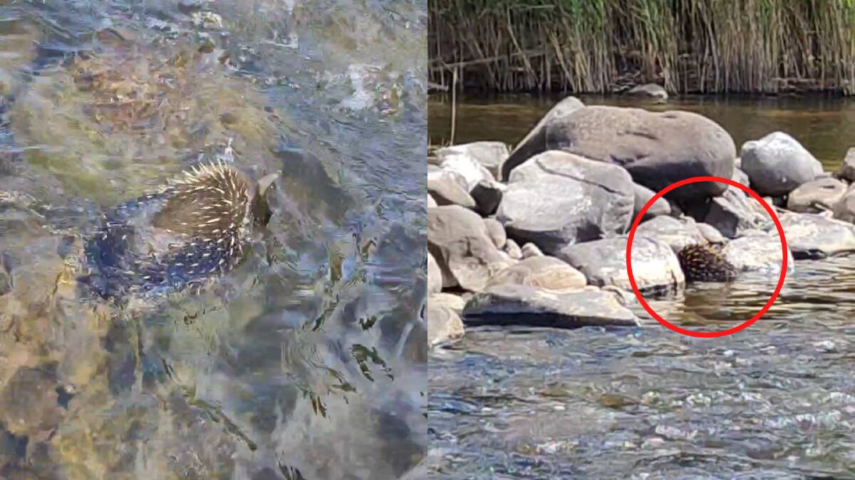 Mr Coote filmed the moment the echidna jumped into the water (left) and swam across to rocks on the other side (right). Photos: Matthew Coote.