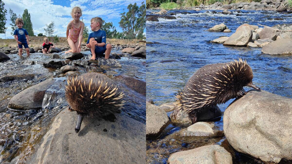 Matthew Coote's son, daughter and nephews watched the echidna (left and right) cross the North Elk River, southeast of Launceston, Tasmania on Monday, February 14. Photos: Matthew Coote.