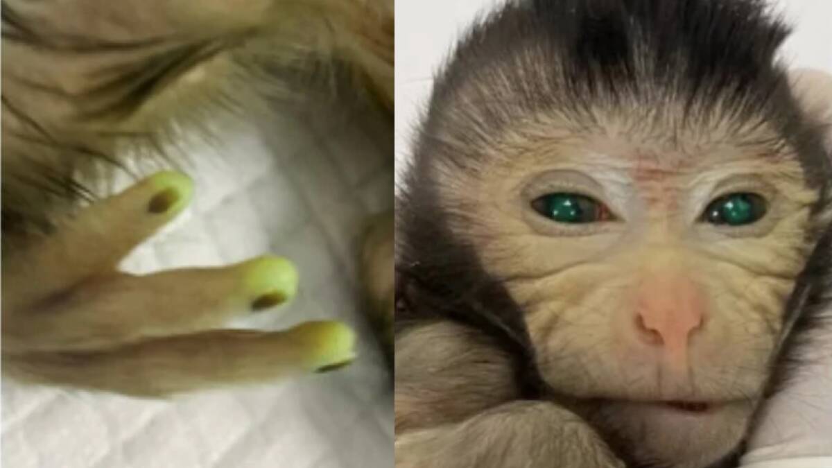 The Chinese chimera monkey was born with glowing green fingertips and eyes. Picture supplied
