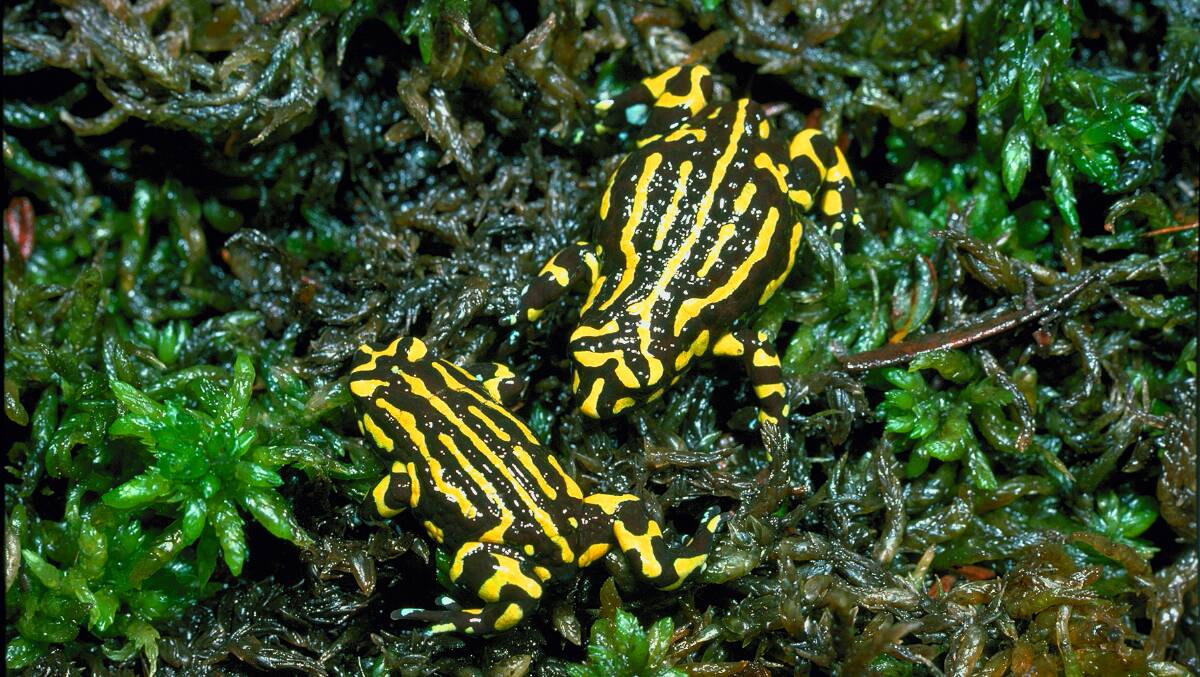 UNIQUE NATURE: The corroboree frogs for an intrinsic part of this astonishing and significant natural kaleidoscope that is Ginini Flats.