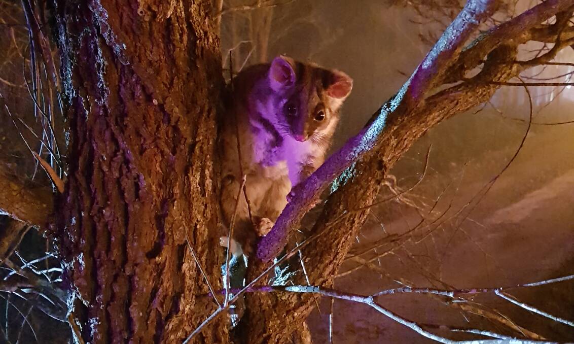 A ringtail possum, two metres from the flames, at the blaze near Braidwood. Photo: Supplied/ ACT Parks and Conservation.