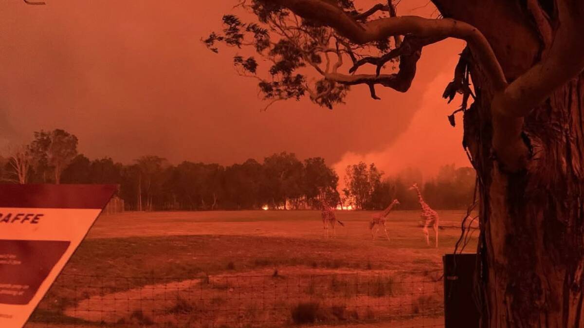 The wildlife park's giraffe enclosure on New Year's Eve 2019. Picture via Instagram @zookeeper_chad The wildlife park's giraffe enclosure on New Year's Eve 2019. Picture via Instagram @zookeeper_chad