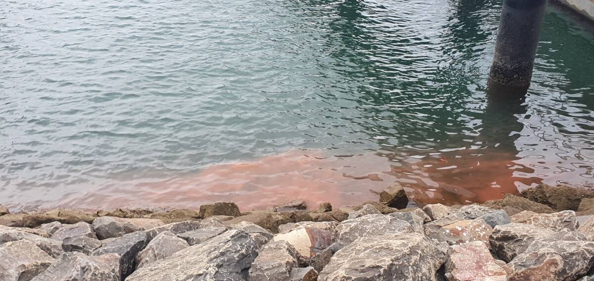 The algae appears pink during the day but turns a glowing blue at night (below). Pictures: Lyn Scott The algae appears pink during the day but turns a glowing blue at night (below). Pictures: Lyn Scott