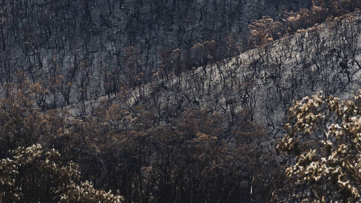The aftermath of a bushfire in the Namadgi National Park in the ACT. Picture by Dion Georgopoulos The aftermath of a bushfire in the Namadgi National Park in the ACT. Picture by Dion Georgopoulos