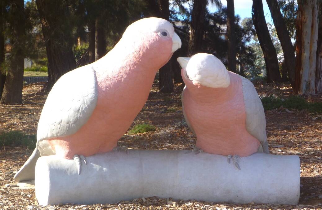 Have you seen North Watson's Kissing Galahs? Picture by Eric Zurcher 