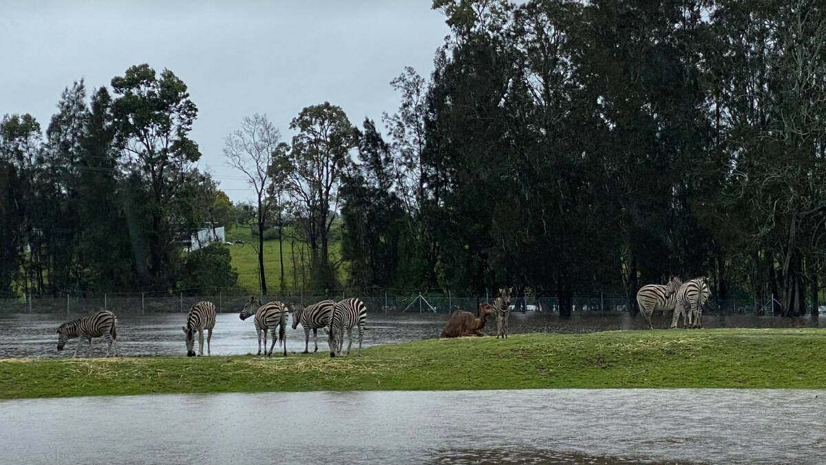 Floodwaters in a zebra enclosure at Mogo Zoo in December 2021. Picture: Chad Staples