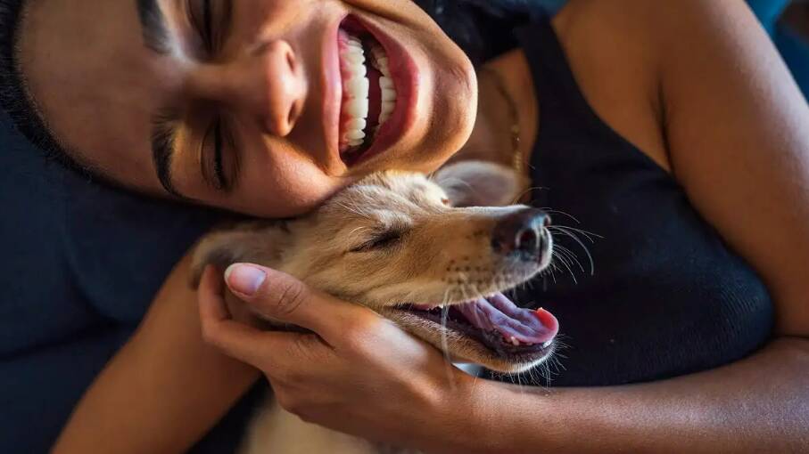 SCIENCE OF SMILING: Do dogs really have facial expressions? Picture: Getty Images