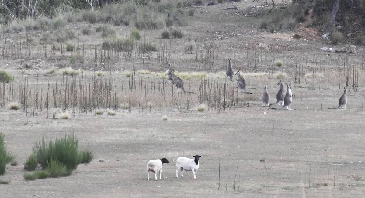 The two sheep show up everyday at the same time with the mob of kangaroos. Photo: Elliot Williams