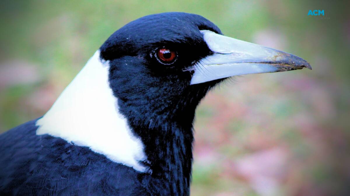 The beautiful, smart, incredible Magpie turns into public enemy number one at this time of year. File picture.