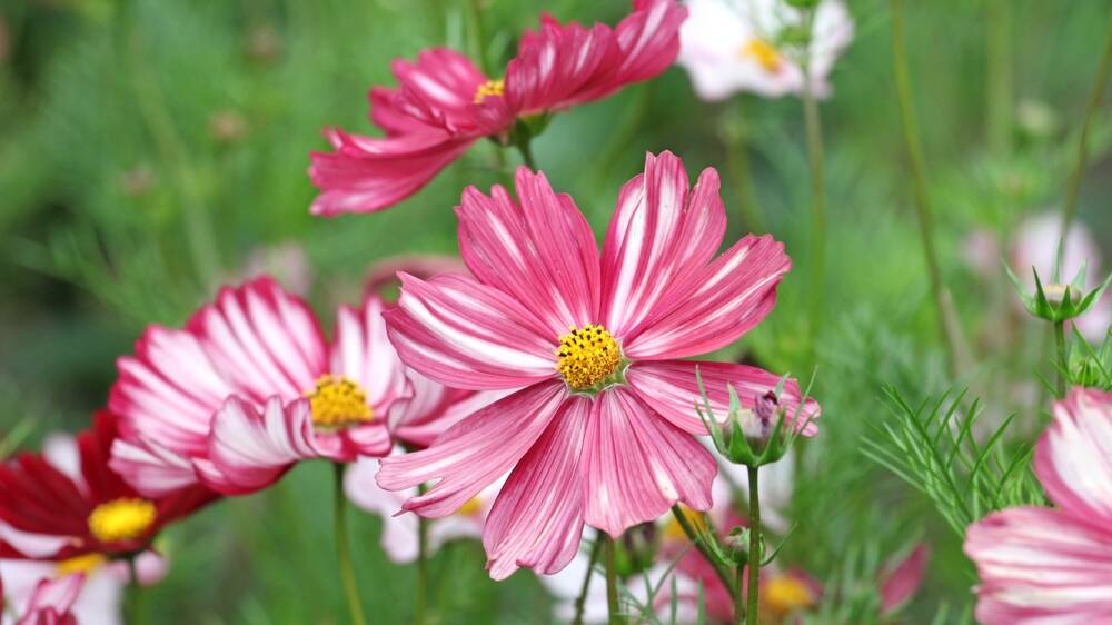 Cosmos are stunning, just be aware they self-seed. Picture Shutterstock Cosmos are stunning, just be aware they self-seed. Picture Shutterstock