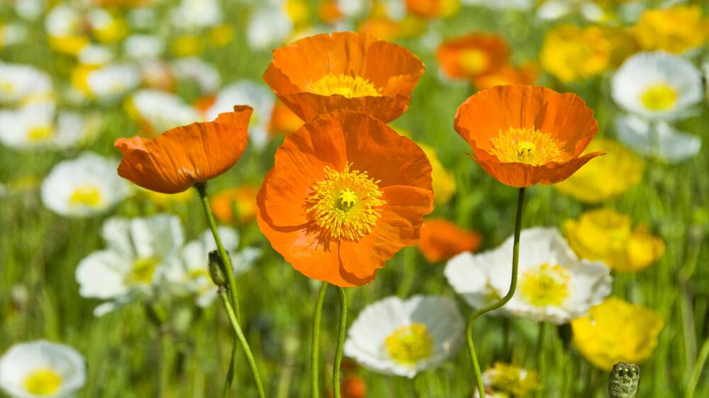 Iceland poppies provide a pop of winter colour. Picture Shutterstock Iceland poppies provide a pop of winter colour. Picture Shutterstock