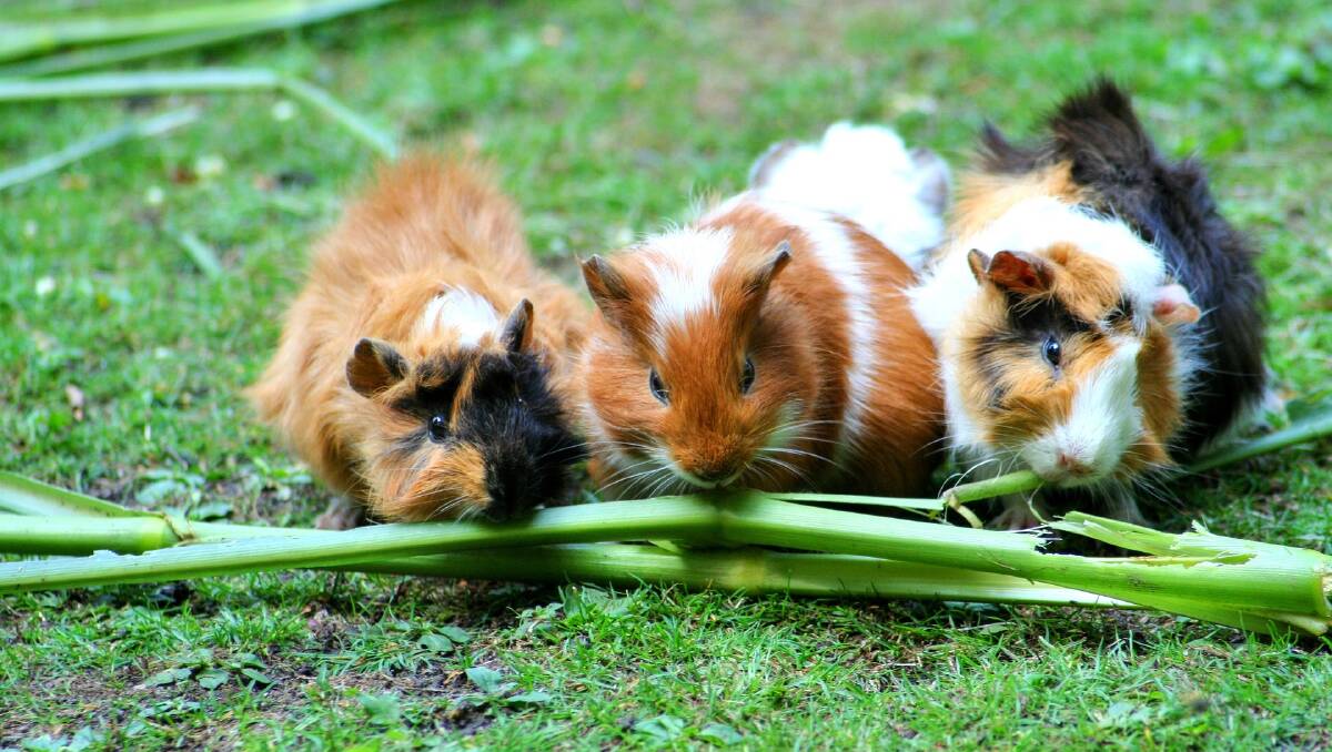 Do the right thing and desex your pet guinea pigs early. Picture by Violetta.