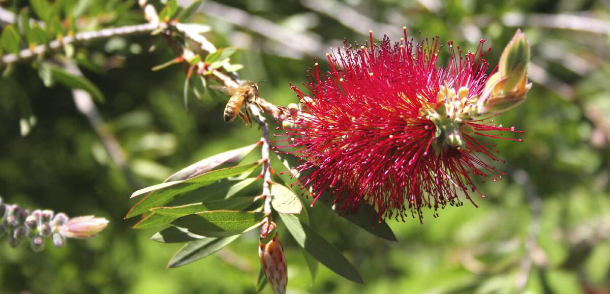 WELL LOVED: A crimson bottlebrush (Callistemon citrinus) makes a stunning, bright display, and is one of the best known and widely used species.