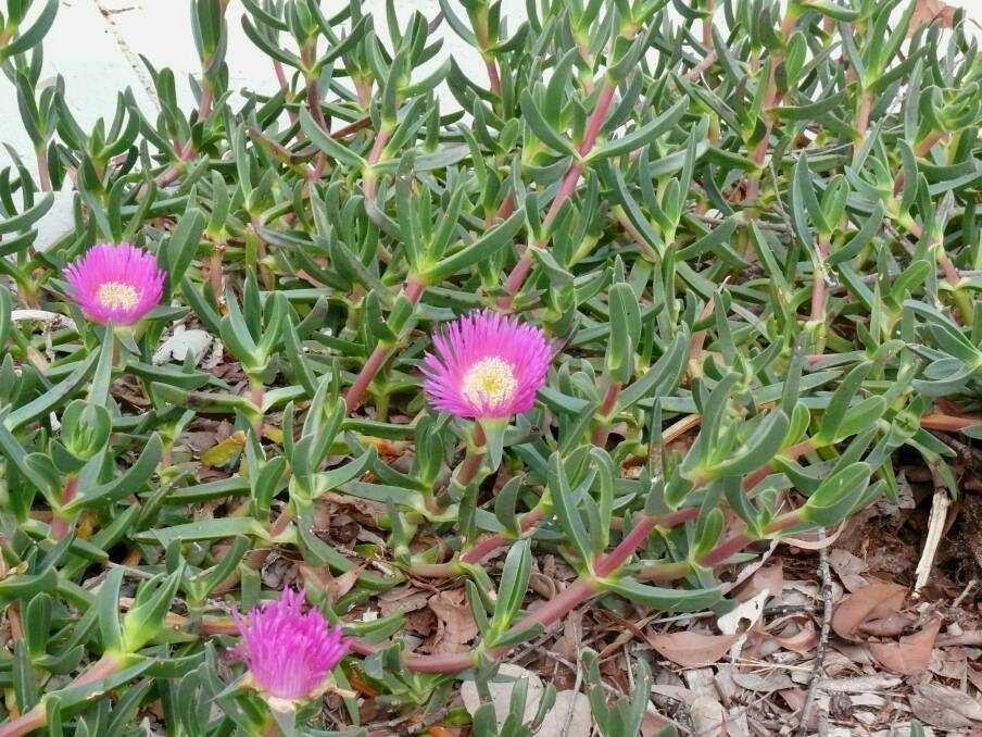 SPREAD THE WORD: Pigface might sound like an ugly name, but the ground-covering plant brings a splash of pretty colour to dry, sandy soils.