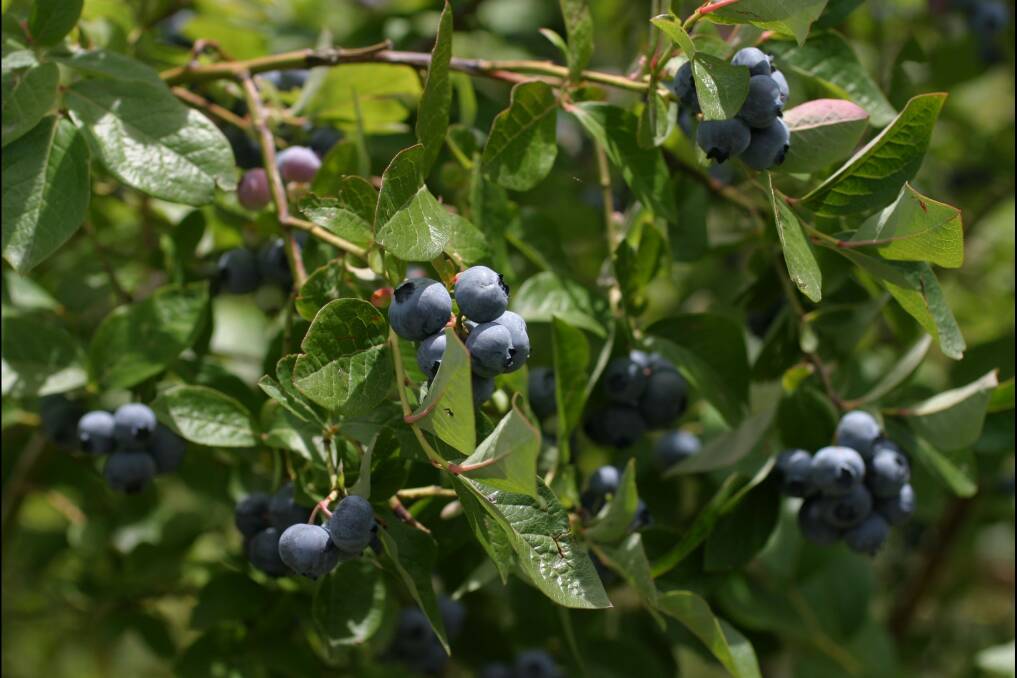 DELECTABLE: Blueberries are a versatile and delicious summer fruit that are well-suited to conditions in the ACT and Southern Tablelands.