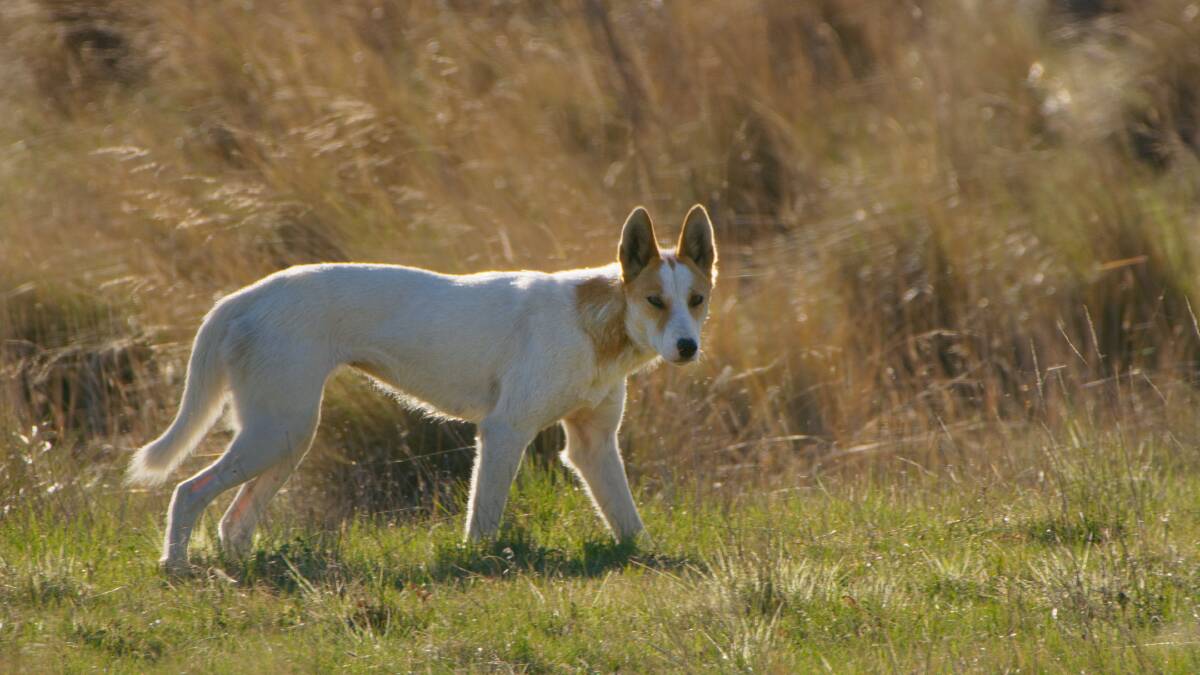 CAUGHT: The BBC came to the ACT to capture a dingo chasing down a kangaroo.