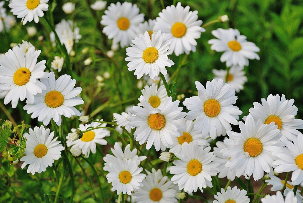 COMING UP DAISIES: Federation daisies have been bred to perform in almost every way, and make an easy and attractive addition to the garden.