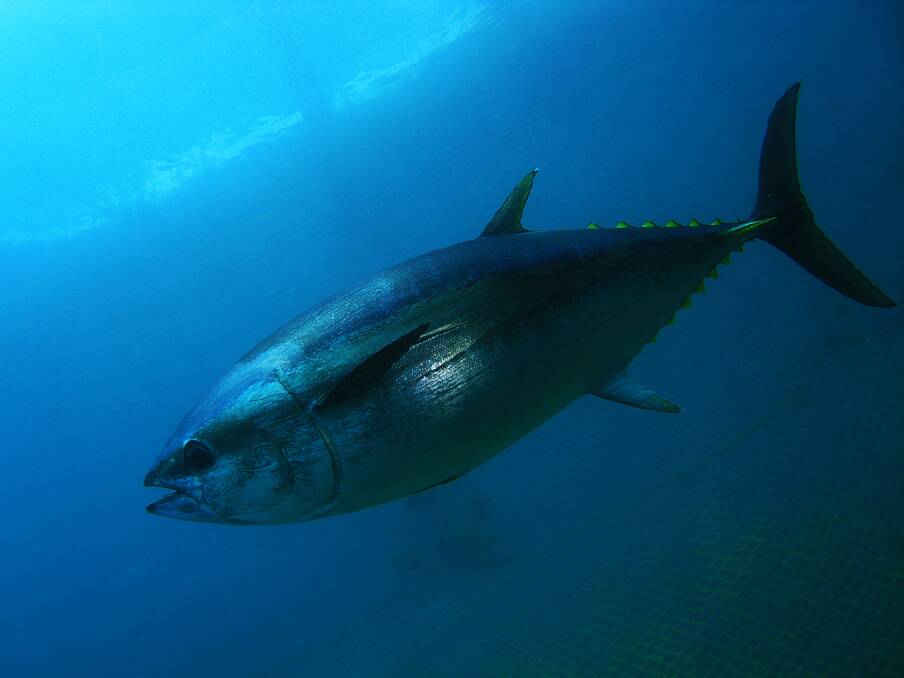 Great spring tuna action on the coast