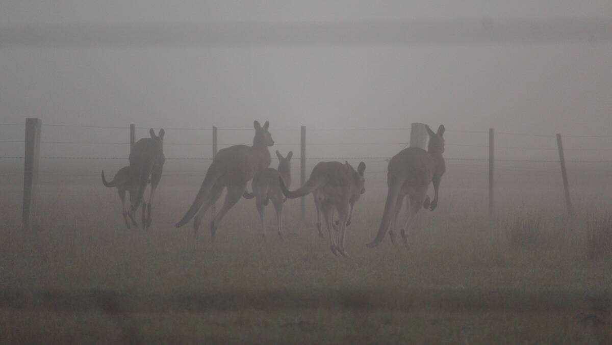 Kangaroos. "We desperately need a solution to maintain the population at manageable levels." Photo: Take A Snap