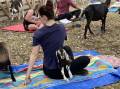 Grumpy Goat Co in Smithton Tasmania holds goat yoga sessions. Picture: Meg Whitfield