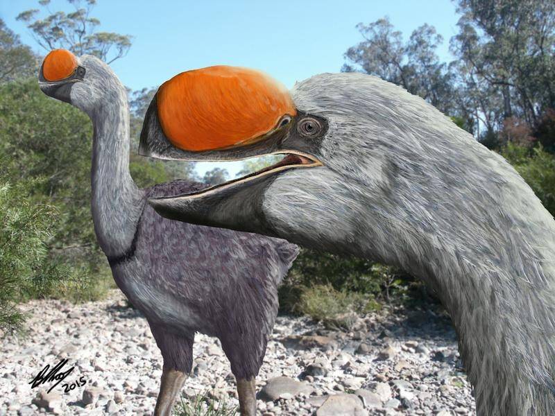 Dromornis stirtoni was arguably the largest bird to live on Earth. (SUPPLIED)