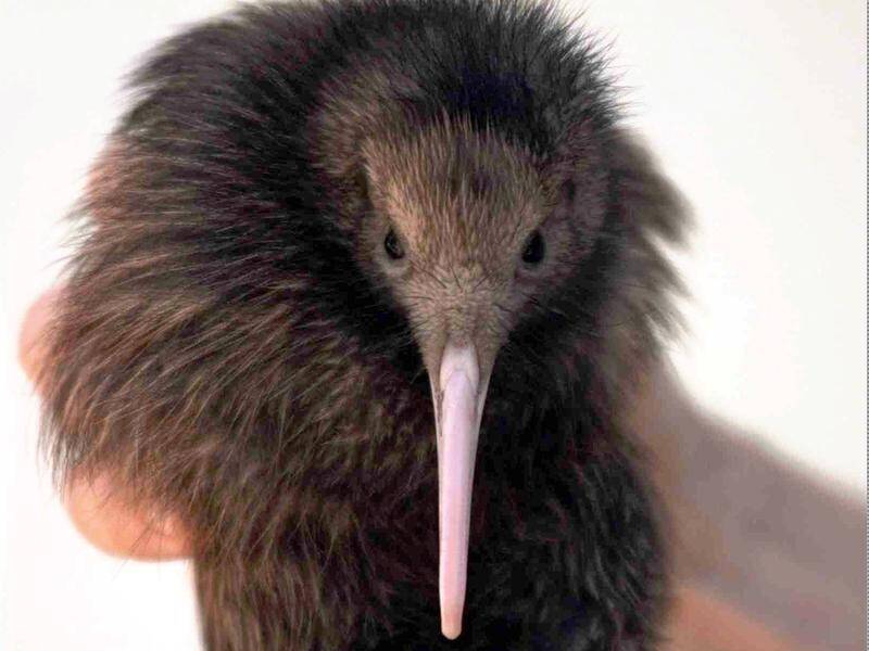 "We owe an apology to the people of New Zealand," a US zoo says over how it treated a kiwi. (AP PHOTO)