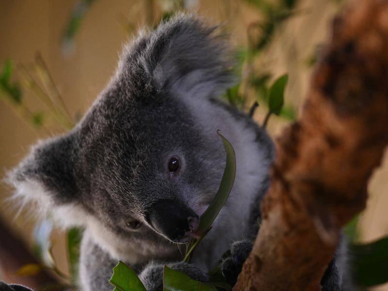 The Sydney basin koala population has plummeted 22 per cent in two decades. (Dean Lewins/AAP PHOTOS)