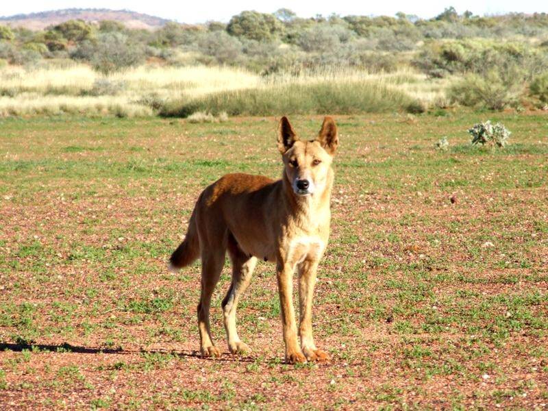 A two-year-old boy suffered serious but non-life-threatening injuries after a dingo attack in WA. (PR HANDOUT IMAGE PHOTO)