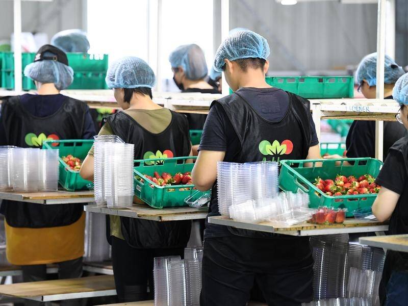 The coalition has flagged an agriculture visa that would allow migrants to work in the regions. (Dan Peled/AAP PHOTOS)